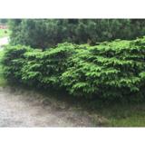 Pesäkuusi Nidiformis, myyntileveys 25-30 cm