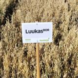 Siemenkaura Luukas luomu 800kg