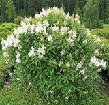 Isabellansyreeni Holger, astiakoko 7,5L