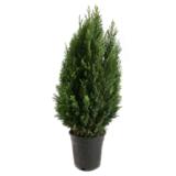 Sypressi Ellwoodii 60-80 cm