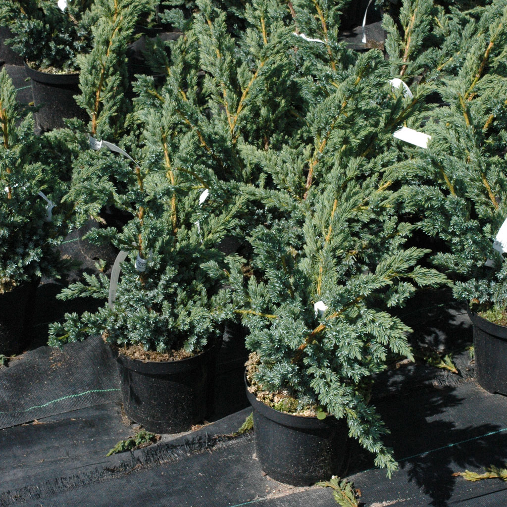 Sinikataja 'Meyeri'