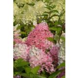 Syyshortensia Pinkachu 7,5 L