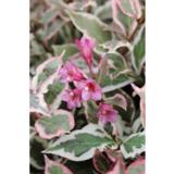 Tarhakotakuusama Monet, astiataimi