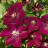 Loistokärhö Rouge Cardinal, astiakoko 2L