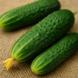Avomaankurkku Claudine F1 250 kpl
