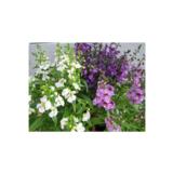 Enkelinkukka 12 cm ruukussa