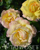 Ruusu Peace, astiakoko 3,5L