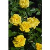 Ruusu Friesia, astiakoko 3,5L