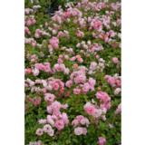 Ruusu Sommerwind, astiakoko 3,5L