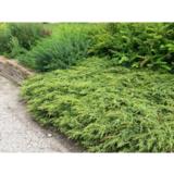 Kääpiökataja Repanda, myyntileveys 25-30 cm, astiakoko 3L