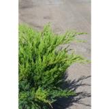 Tarhakataja Mint Julep, myyntileveys 30-40 cm