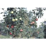 Perheomenapuu hillittykasvuinen