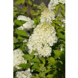 Syyshortensia Limelight, astiakoko 3L