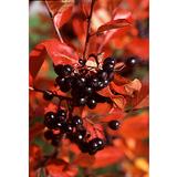 Koristearonian aitataimet 8 kpl/ltk