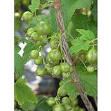 Viherherukka Venny FinE, astiakoko 3L