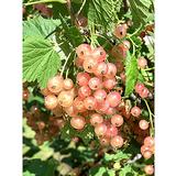 Vaaleanpunainen herukka Aili, astiakoko 3L