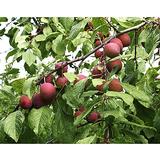 Luumupuu Kuokkalan Punaluumu