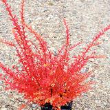 Japaninhappomarja, astiakoko 3L