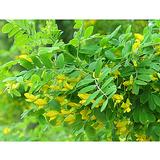 Siperianhernepensas, astiakoko 3L