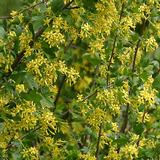 Kultaherukka, astiakoko 3L