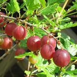 Karviainen Lepaan Punainen FinE, astiakoko 3L