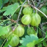 Karviainen Hinnonmäen Keltainen, astiakoko 3L