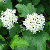 Lännenheisiangervo, astiakoko 3L