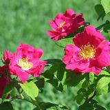 Valamonruusu Splendens, astiakoko 3L