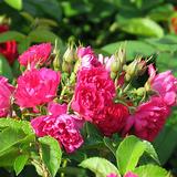 Neilikkaruusu F.J. Grootendorst, astiakoko 3,5L