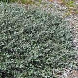 Paljakkapaju Haltia FinE, astiakoko 3L