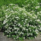 Valkoruusuangervo, astiakoko 3L