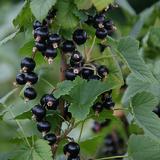 Mustaherukka Mortti FinE, astiakoko 3L