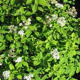 Lamopensasangervo, astiakoko 2L