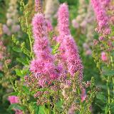 Rusopajuangervo, astiakoko 3L