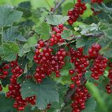 Punaherukka Jonkheer van Tets, astiakoko 3L