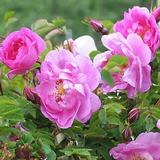 Suviruusu Poppius FinE, astiakoko 3L