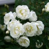 Juhannusruusu Plena, astiakoko 3L