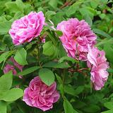 Teresanruusu Therese Bugnet, astiakoko 3L