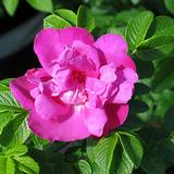 Ruusu Moje Hammarberg, astiakoko 3L