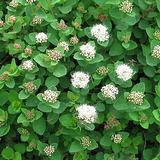 Verhoangervo Lumikki FinE, astiakoko 2L