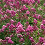 Kuninkaanangervo Kruunu FinE, astiakoko 3L