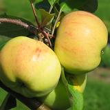 Omenapuu Keltakaneli