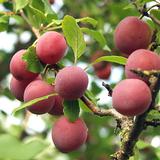 Luumupuu Kuntalan Punaluumu