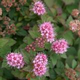 Pikkukeijuangervo Nana, astiakoko 2L