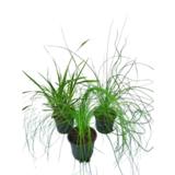 Heinä 12 cm ruukussa