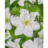 Loistokärhö Yukikomachi, astiakoko 2L