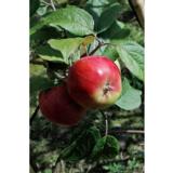 Omenapuu Punakaneli hillittykasvuinen