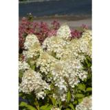 Syyshortensia Silver Dollar, astiakoko 3L