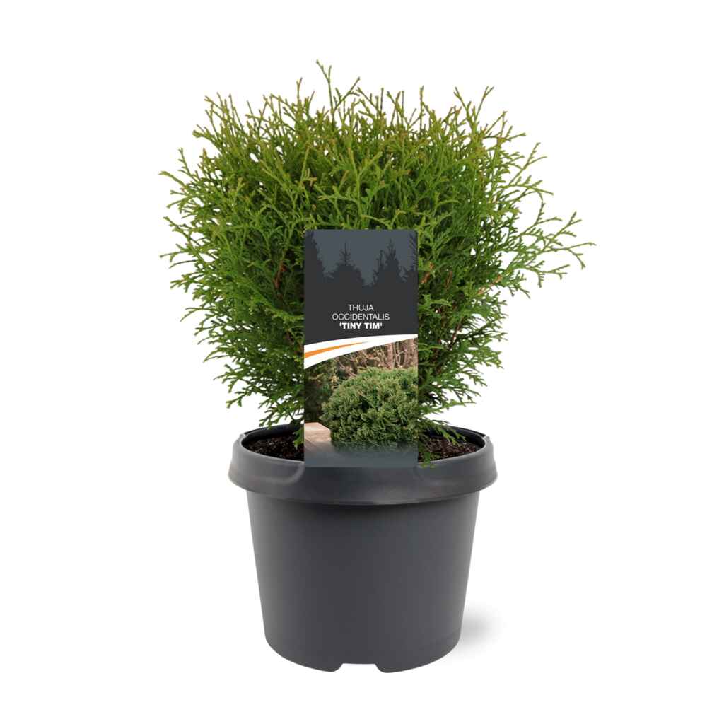 Pallotuija 'Tiny Tim'