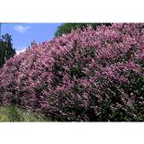 Unkarinsyreenin aitataimet 6 kpl/ltk